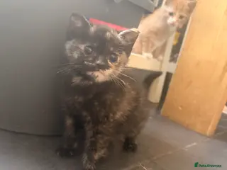 Mixed Breed cats Kitten - Advert 1