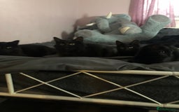 Domestic Shorthair cats for sale: 4 kittens 🐈‍⬛  - Image 2