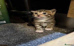 Mixed Breed cats for sale: Three Sweet Kittens Ready for a Loving Home - Image 7