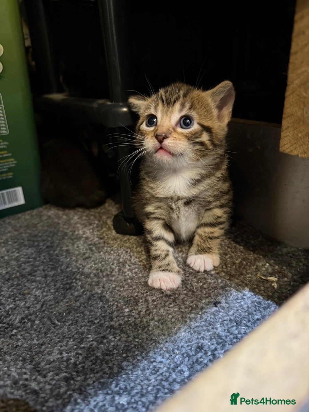 Mixed Breed cats for sale: Three Sweet Kittens Ready for a Loving Home - Image 7