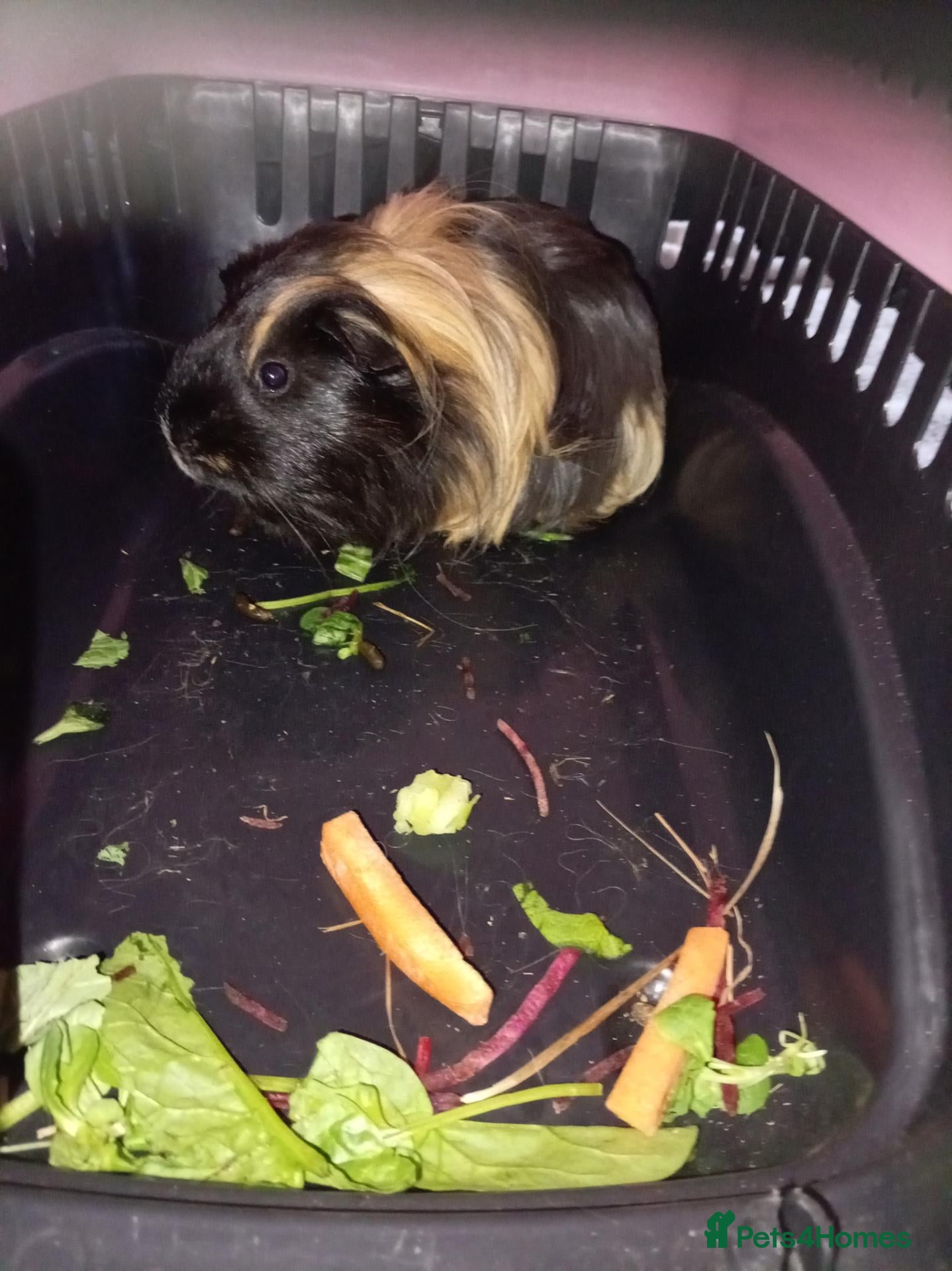 Guinea Pig rodents Male guinea pig  - Advert 1
