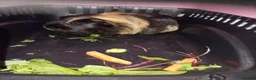 Guinea Pig rodents for sale: Male guinea pig  in Durham - Advert 1