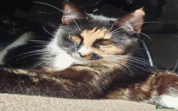 British Shorthair cats for sale: Female Cat  - Image 4