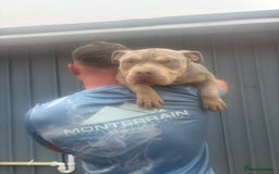 American Bully dogs for sale: Pocket bully  - Image 6