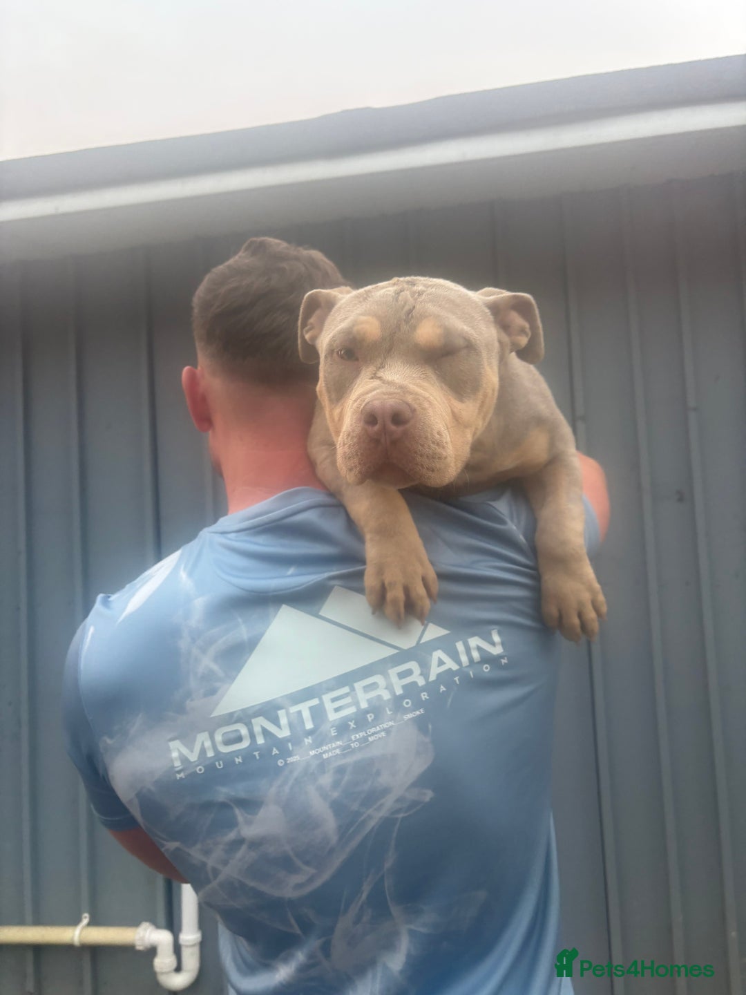American Bully dogs for sale: Pocket bully  - Image 6