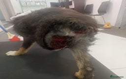 Mixed Breed dogs for adoption: A poor, gentle 3 legged boy needs a Loving Home - Image 5