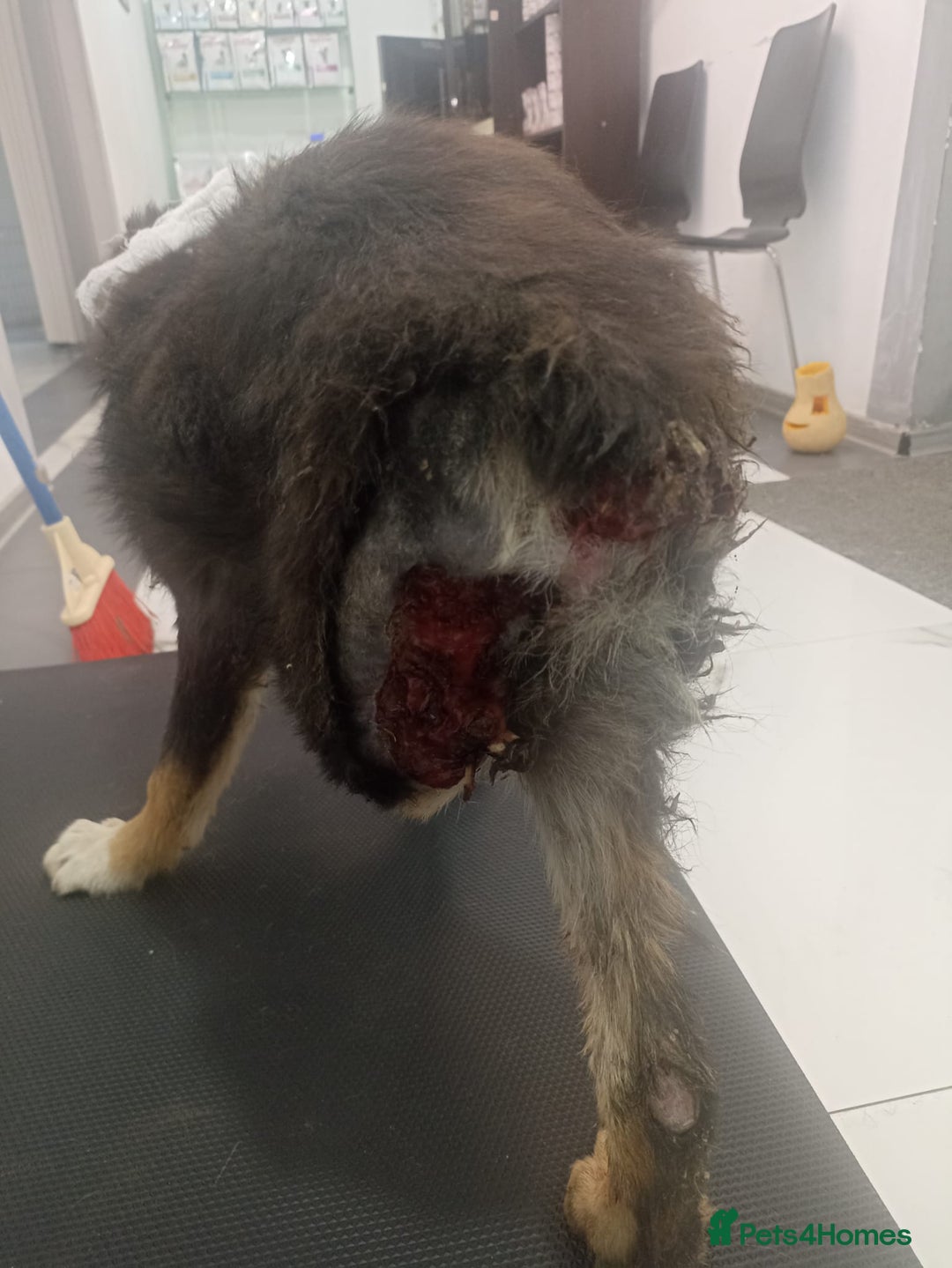 Mixed Breed dogs for adoption: A poor, gentle 3 legged boy needs a Loving Home - Image 5