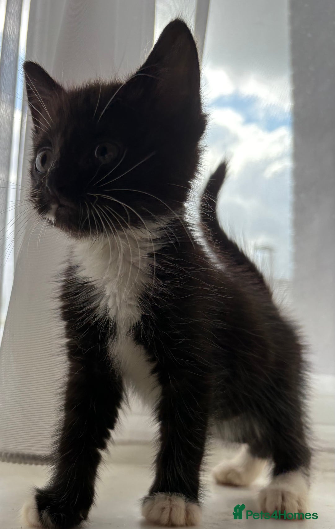 Mixed Breed cats for sale: 3 girls 1 boy - Image 3