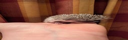 Pygmy Hedgehog rodents for sale: Lovely baby boys  - Advert 7