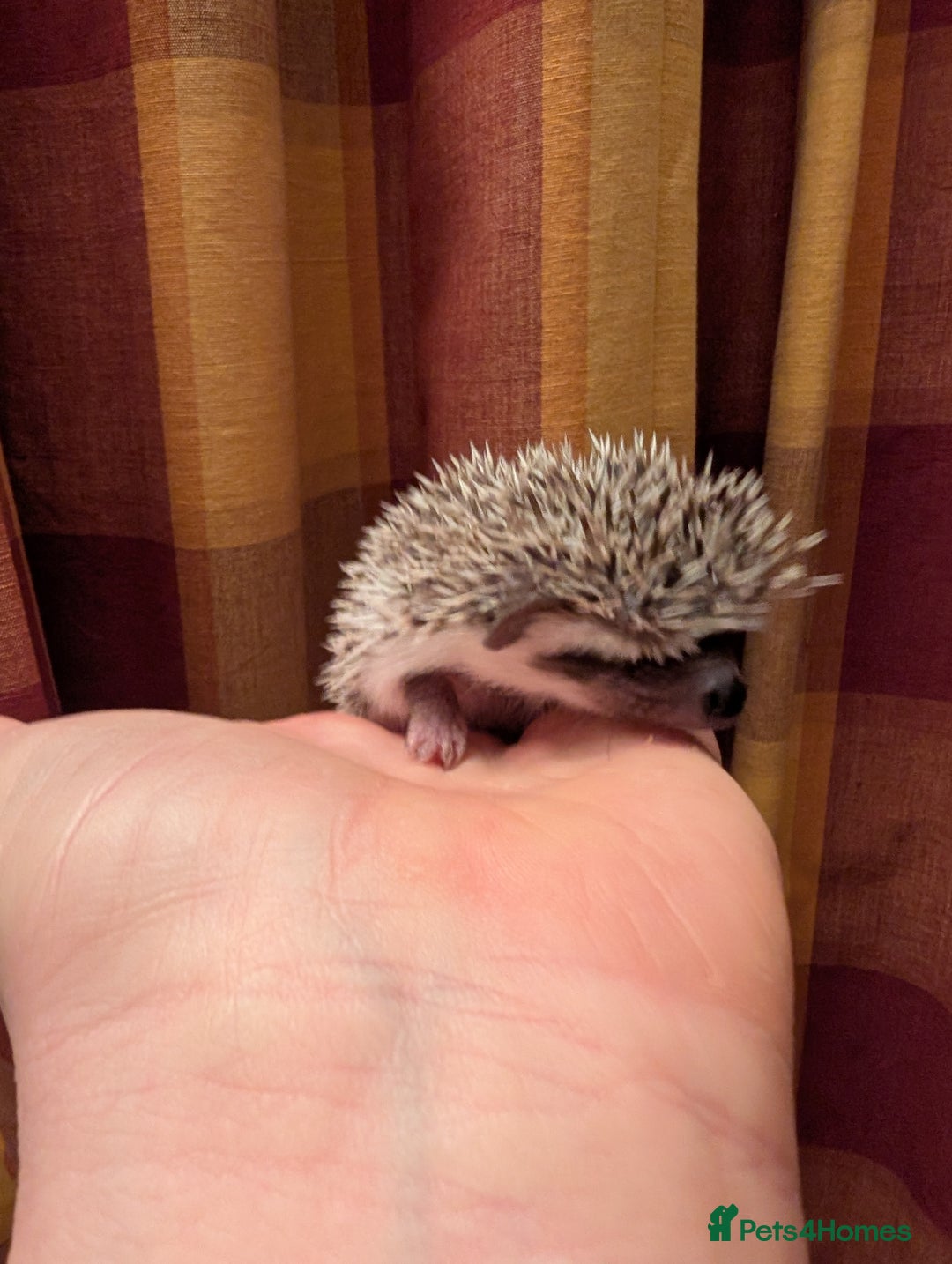 Pygmy Hedgehog rodents for sale: Lovely baby boys  - Advert 7