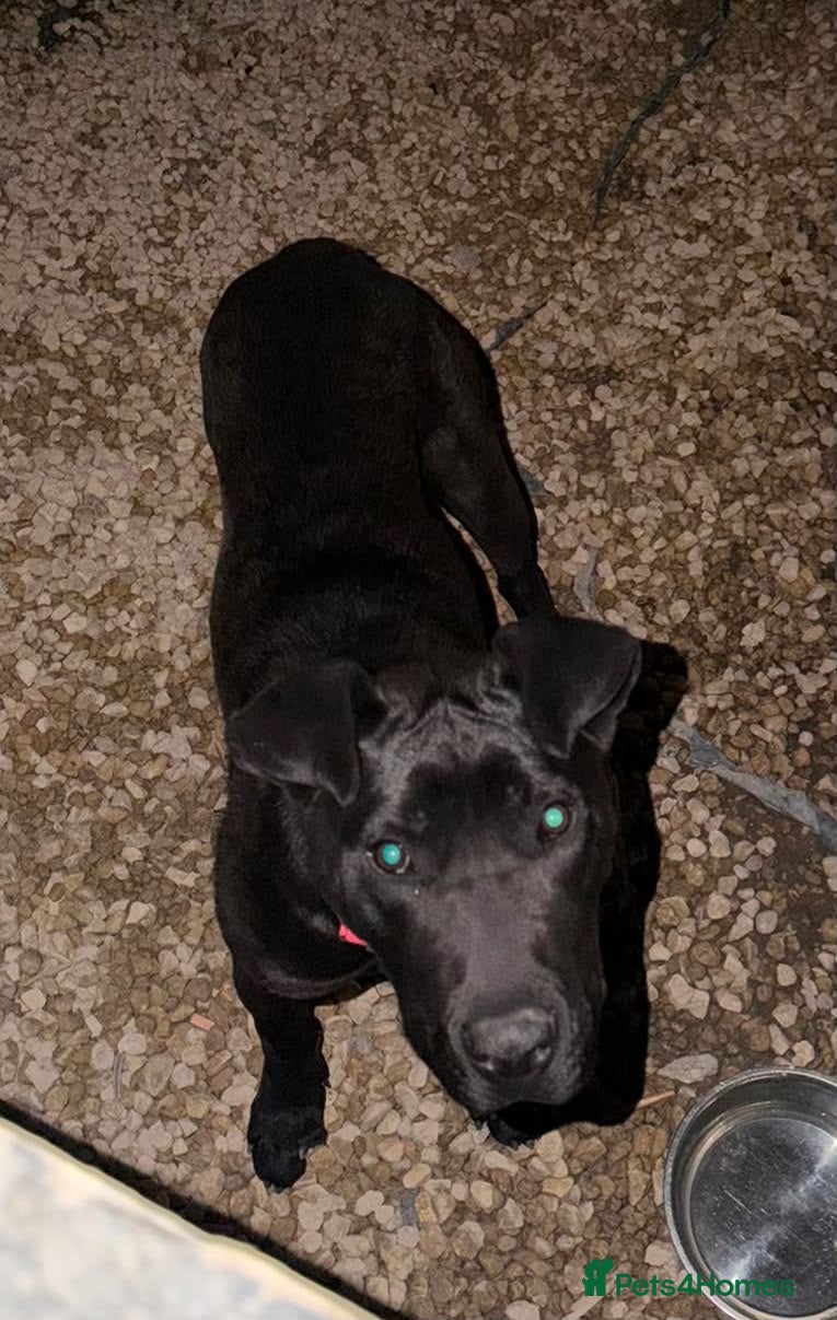 Cane Corso dogs for sale: Cane Corso For sale - Advert 1