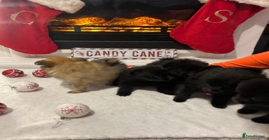 Pomeranian dogs POMERANIAN PUPPIES FOR SALE. BEAUTIFUL! - Advert 5