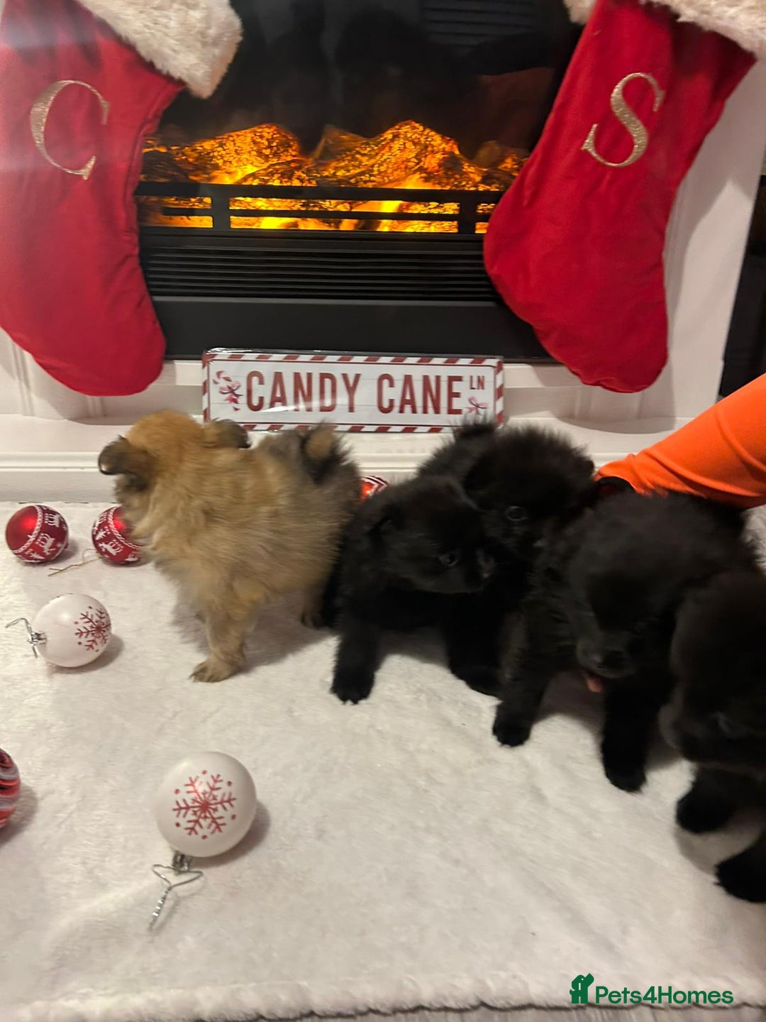 Pomeranian dogs for sale: POMERANIAN PUPPIES FOR SALE. BEAUTIFUL! - Advert 2