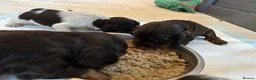 Cocker Spaniel dogs for sale: Exceptionally well health tested Kc show cockers - Advert 5