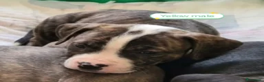 Mixed Breed 6 yellow