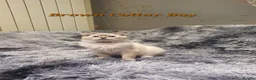 Ragdoll cats for sale: 💖11 WEEKS OLD💖 GCCF Registered Ragdoll Kittens. - Advert 26