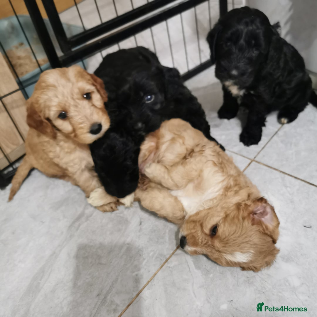Cockapoo dogs for sale: F1 COCKAPOO PUPPIES FOR SALE  - Image 6