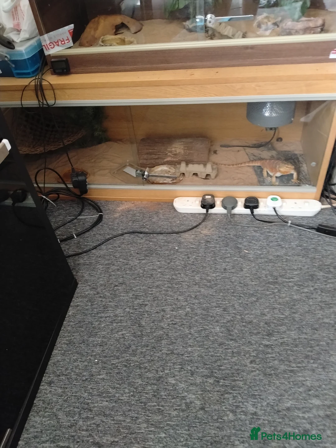 Bearded Dragon reptiles for sale: Bearded dragon  - Advert 2