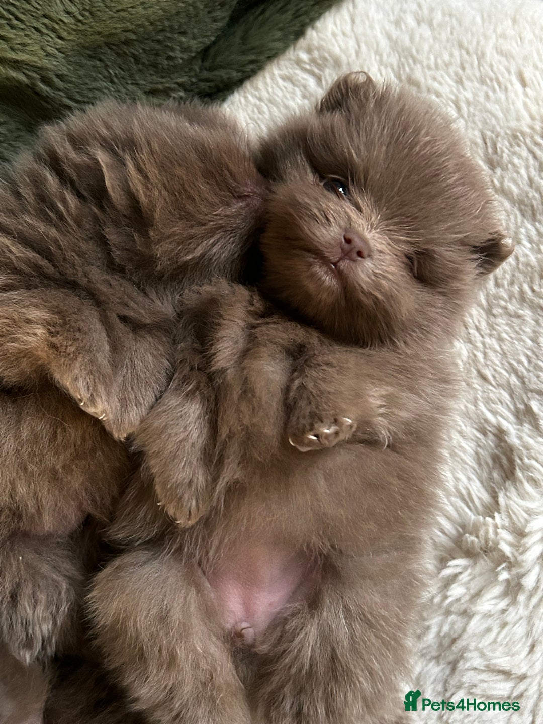 Pomeranian dogs for sale: Rare lavender Pomeranian puppy’s  - Advert 2