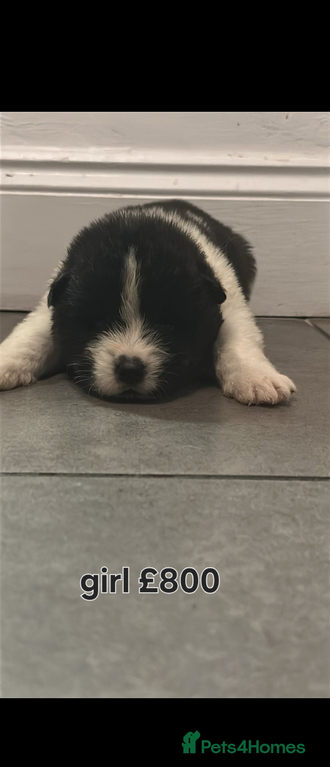 Akita dogs for sale: American akita puppies - Advert 8
