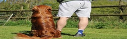 Golden Retriever dogs for stud: Dark Golden Retriever stud dog in Newark - Advert 9