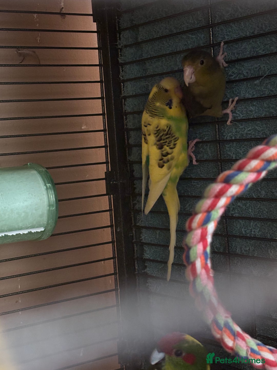 Cockatiels birds for sale: Eight birds for sale and 3 large cages £810 - Image 13