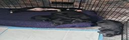 Borador dogs for sale: 2 10 week old Collie Labradour cross girls - Advert 23