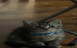 Bengal cats for sale: Looking for a Loving Home for our sweet kitten - Advert 3