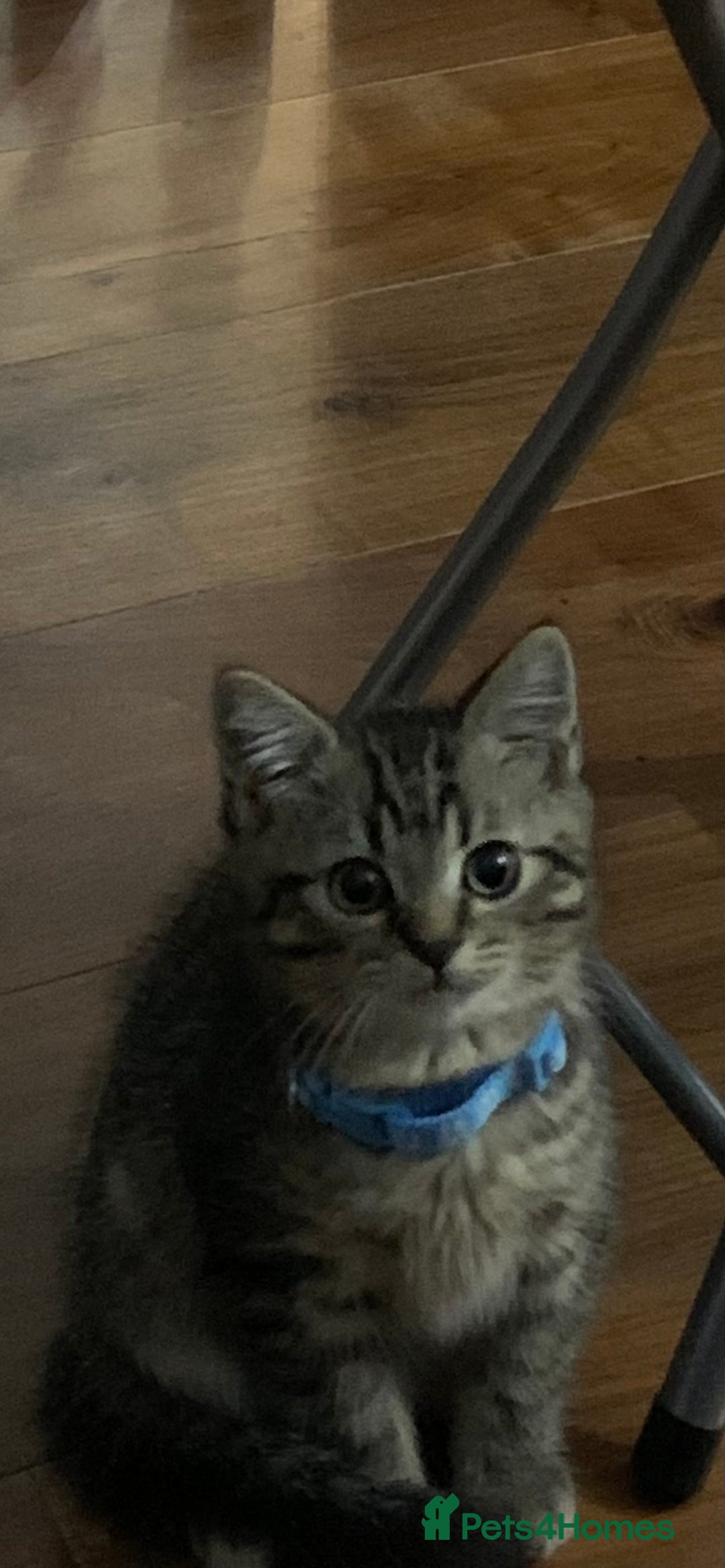 Bengal cats for sale: Looking for a Loving Home for our sweet kitten - Advert 3