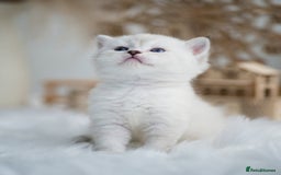 British Shorthair cats for sale: Beautiful colourpoint British shorthair kittens - Image 3