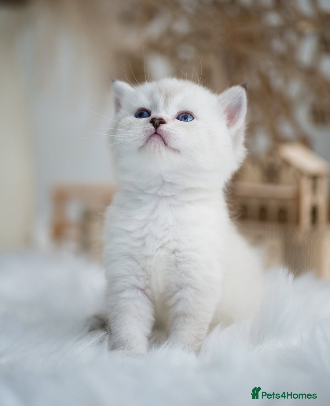 British Shorthair cats for sale: Beautiful colourpoint British shorthair kittens - Image 3