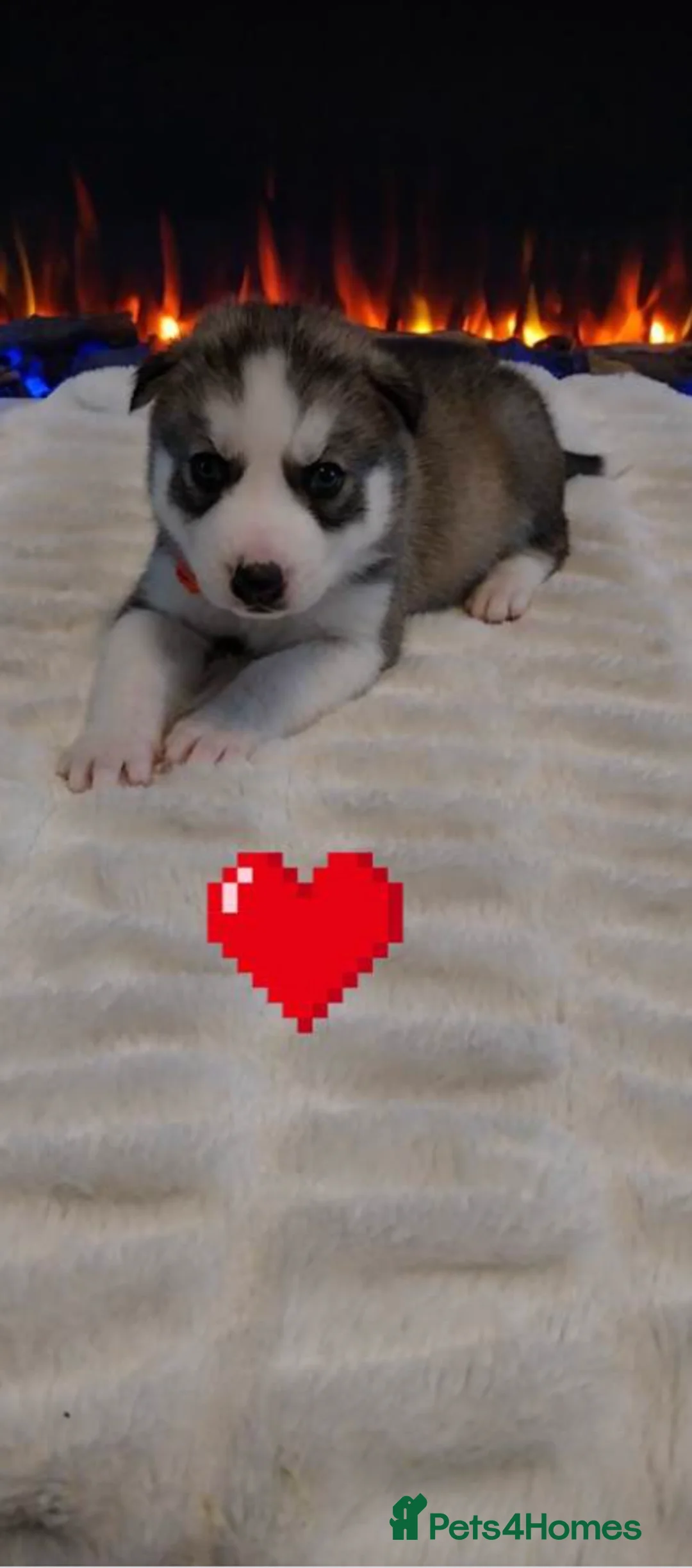 Siberian Husky dogs for sale: Beautiful Siberian Husky Puppies for Loving Homes - Advert 8