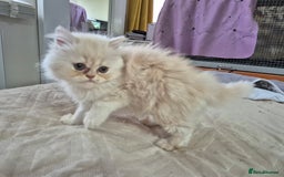 Persian cats for sale: Adorable Female Chinchilla Persian - ready now - Image 14