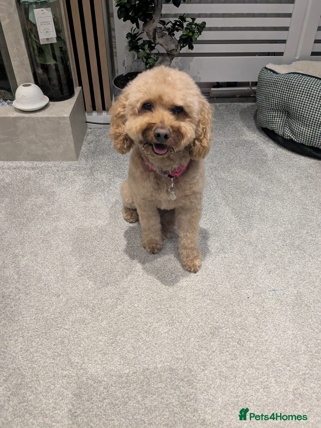 Cockapoo dogs for sale: Beautiful small cockapoo - Advert 2