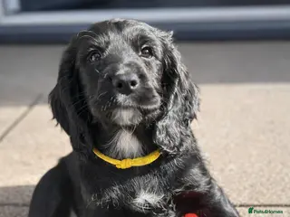 Cocker Spaniel dogs 3 Black Working Cocker Spaniel Boys READY NOW! - Advert 2