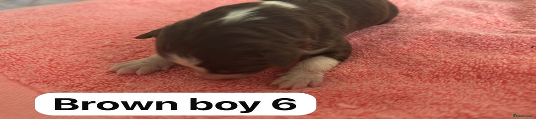 Border Collie Puppy 4