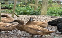 Ducks poultry for sale: Khaki Campbell and cherry valley - Image 1