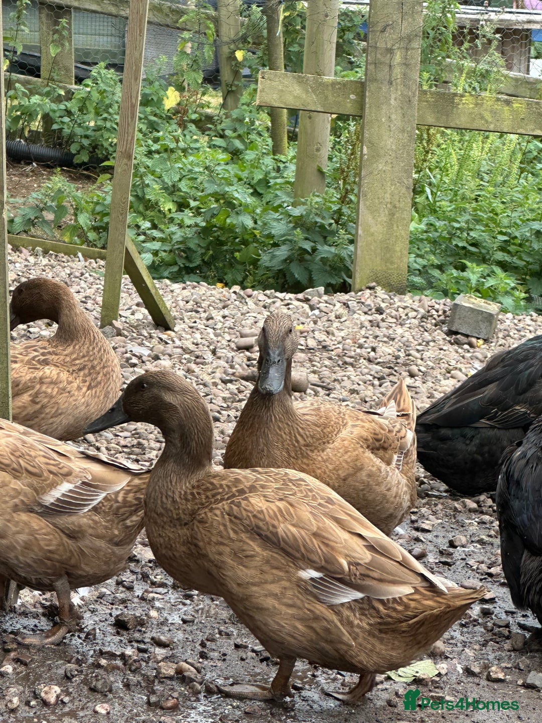 Ducks poultry for sale: Khaki Campbell and cherry valley - Image 1