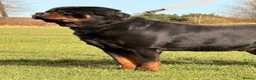 Rottweiler dogs for sale: Top quality kc reg Rottweiler pups german/serbian - Advert 25