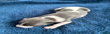 Whippet Puppy 9