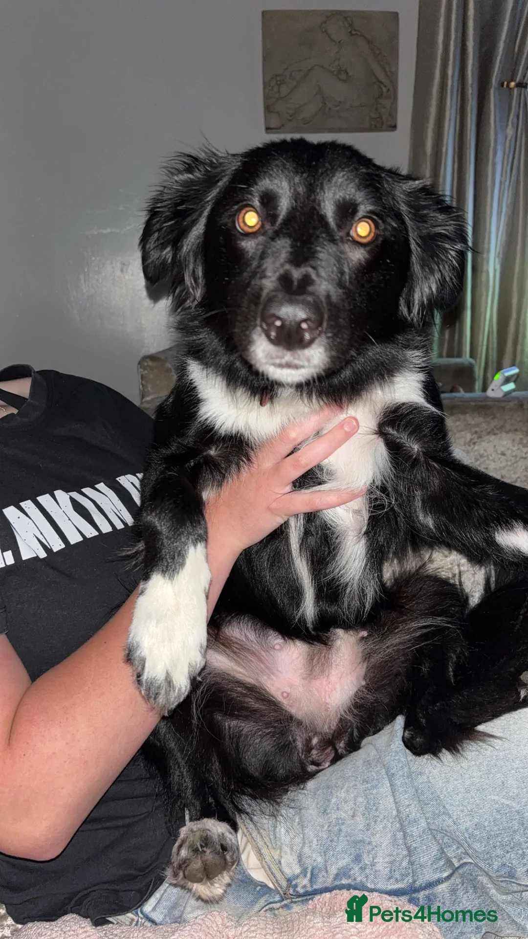 Border Collie dogs for sale: Border collie -Meena  in Telford - Advert 2