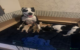 Mixed Breed dogs for sale: Gorgeous pups for sale - Image 22