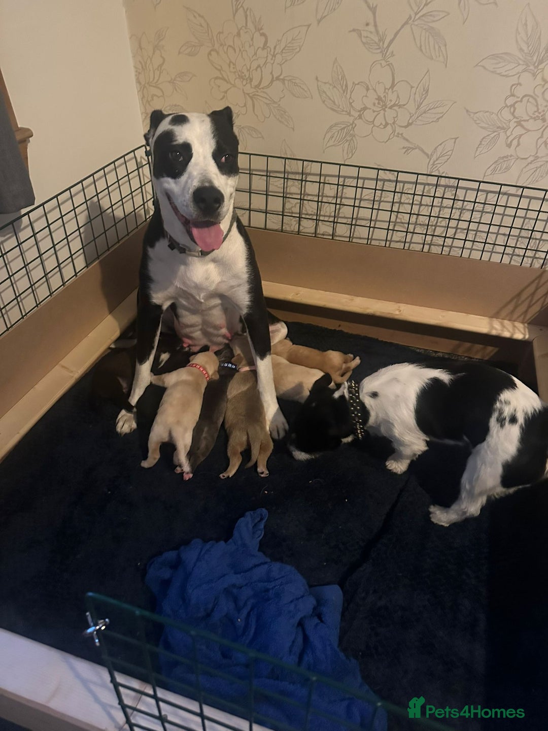 Mixed Breed dogs for sale: Gorgeous pups for sale - Image 22