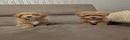 Maltipoo dogs for sale: Maltipoo - Advert 7