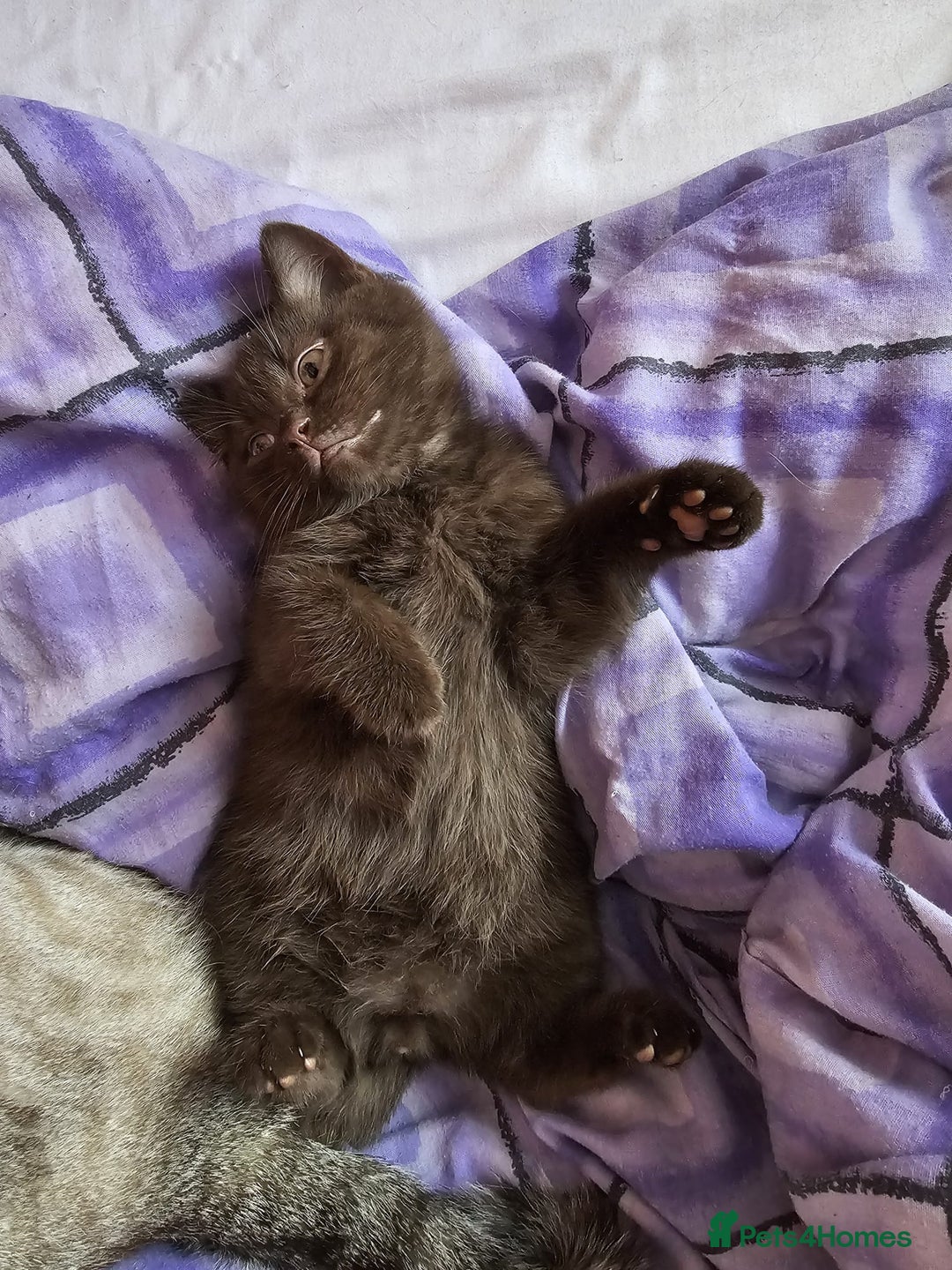 British Shorthair cats for sale: Cookie  - Image 4