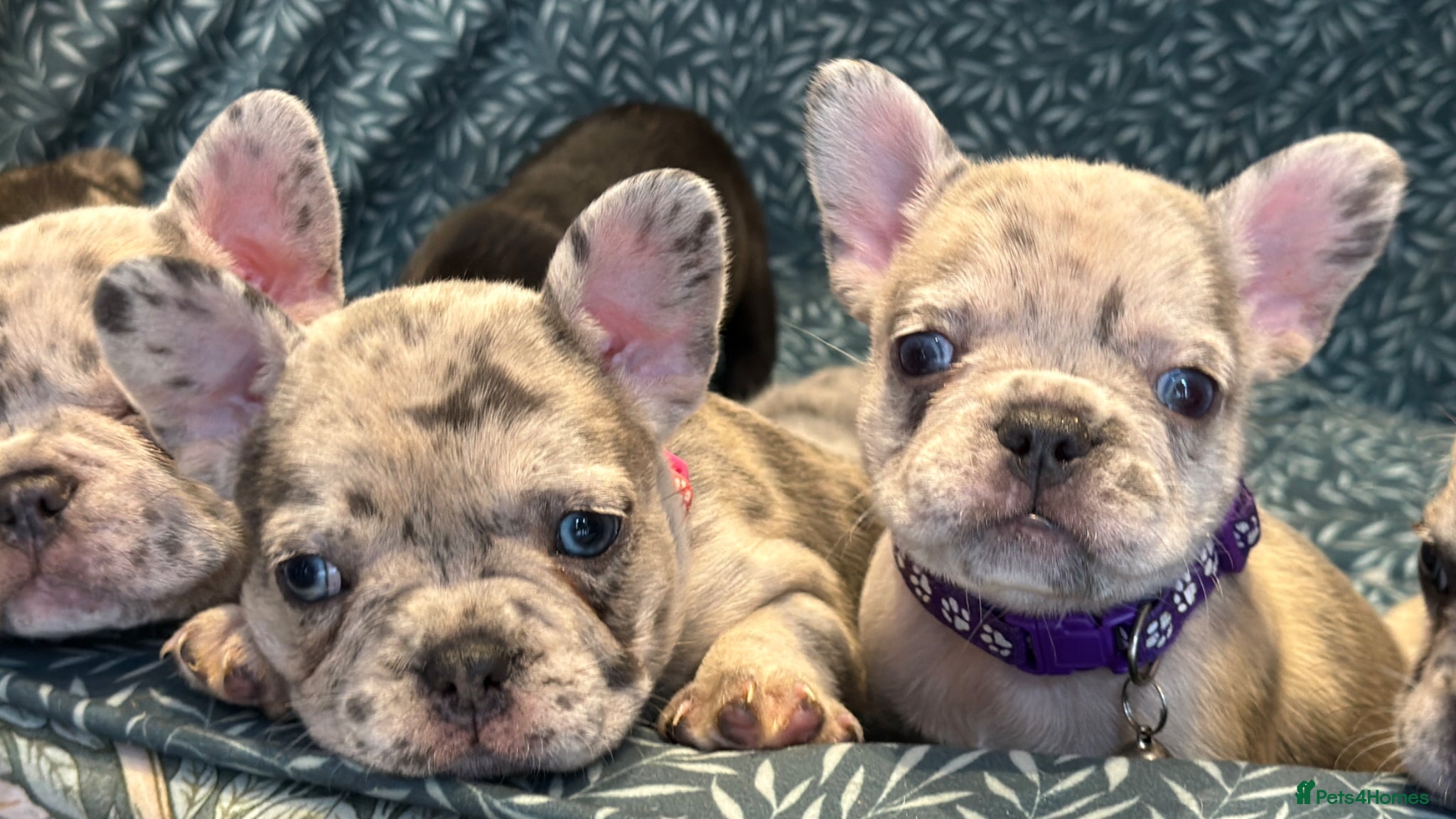 French Bulldog dogs Incredible blue eyes. 7 Merle 1 black. Best on net - Advert 13