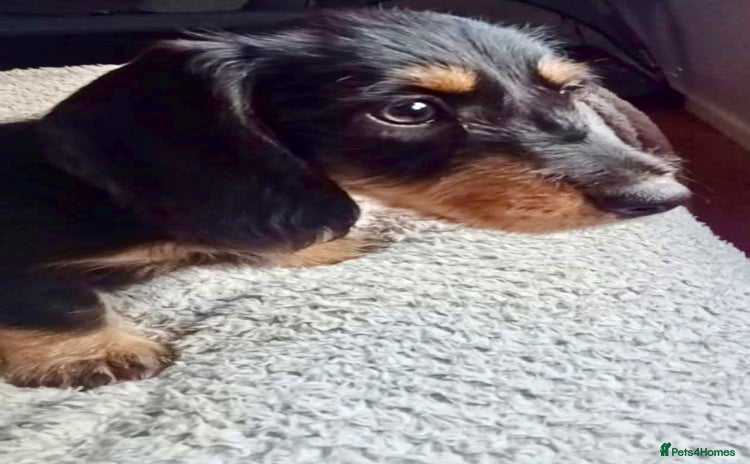 Dachshund dogs - Advert 2