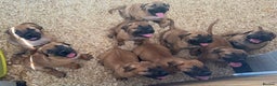 Boerboel dogs for sale: Boerboel puppies - Advert 3