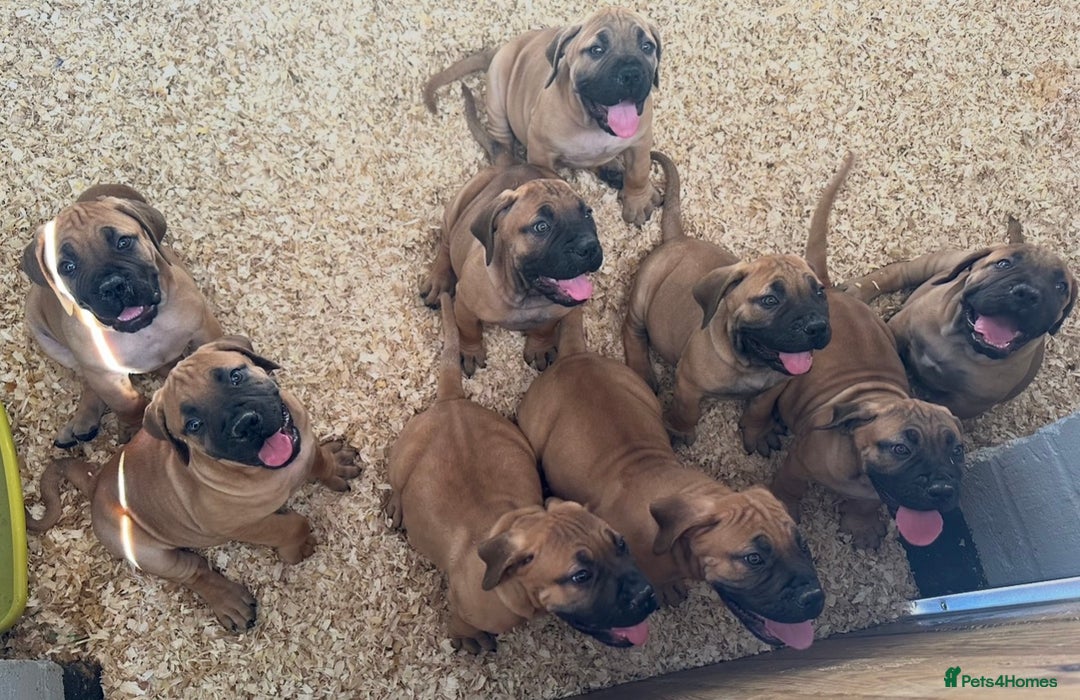 Boerboel dogs for sale: Boerboel puppies - Advert 3