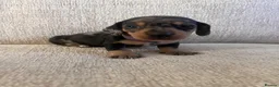 Miniature Dachshund dogs for sale: KC registered miniature dachshunds  - Advert 10